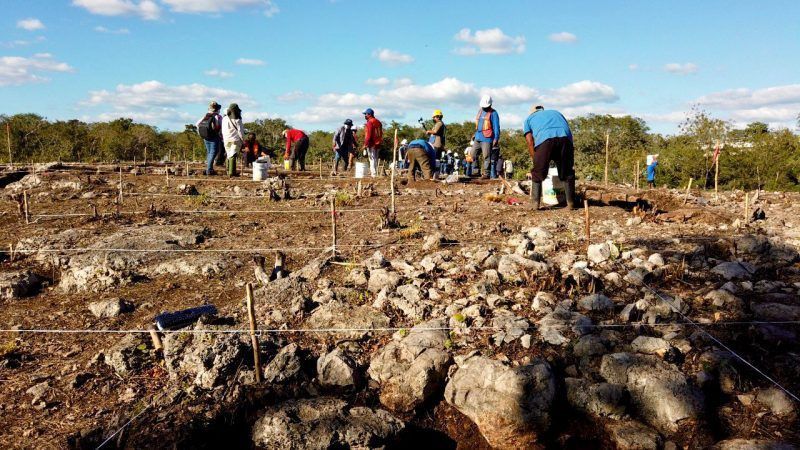 Fonatur halla y mantiene en resguardo más de 3,500 vestigios arqueológicos en ruta del Tren Maya