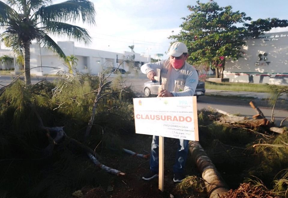 Autoridad ambiental sabía de los árboles talados en el bulevar de Chetumal