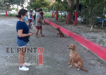 Bomberos de Cancún ofrecen curso de adiestramiento canino