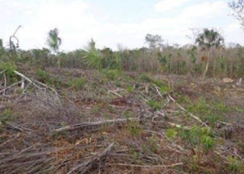 Conafor busca reducir impacto de deforestación de selva en comunidades menonitas
