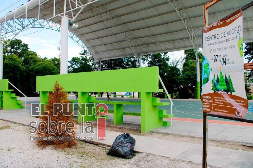 Habilitan en Puerto Morelos tres puntos de acopio de pinos navideños