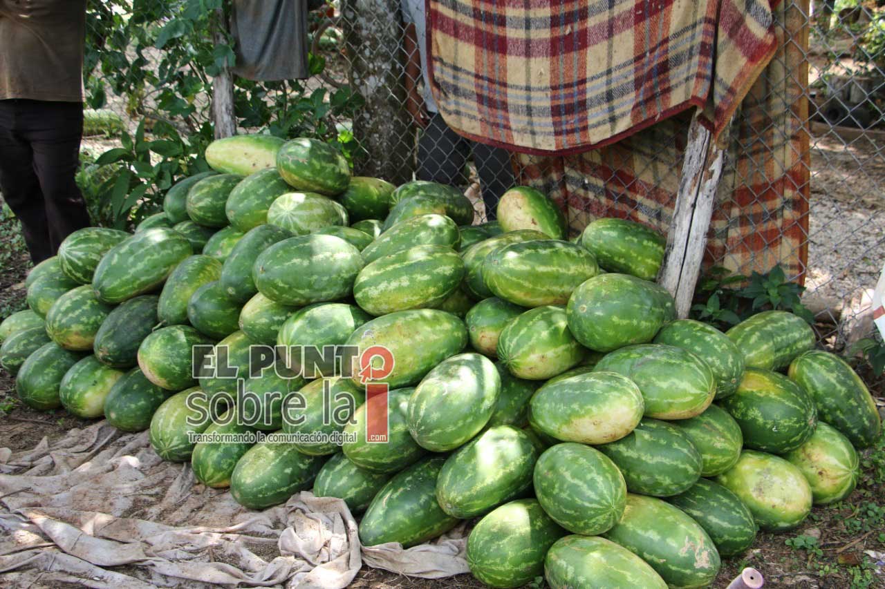 Productores de sandía de José María Morelos advierten posible pérdida, superior a $5 millones por fallos en energía eléctrica