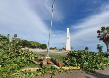 ¿Harán leña del árbol caído?, Chetumal de buena madera