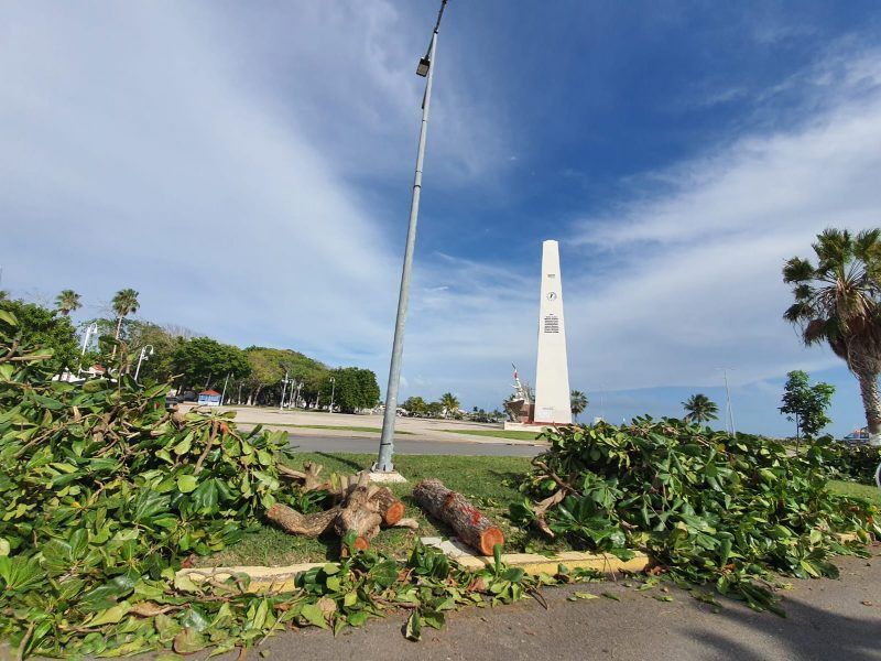 ¿Harán leña del árbol caído?, Chetumal de buena madera