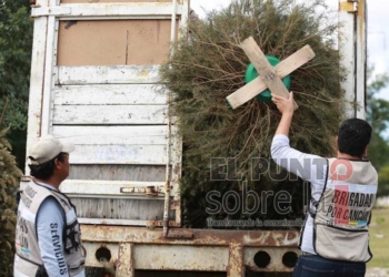 Preparan en Cancún centros de acopio de árboles de Navidad