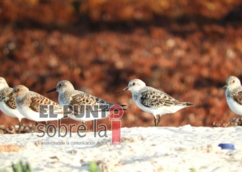 Ayuntamiento de Cozumel identifica 26 especies de aves en el primer monitoreo de 2022