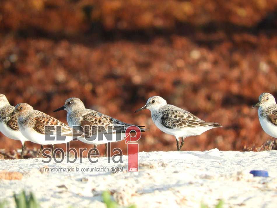 Ayuntamiento de Cozumel identifica 26 especies de aves en el primer monitoreo de 2022