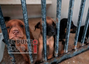 Promueven en Cancún el cuidado responsable de mascotas