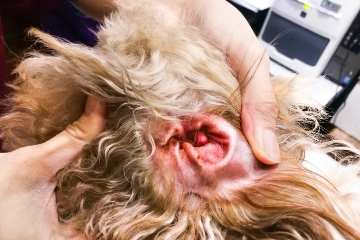 Otitis externa, una de las infecciones más frecuentes en perros