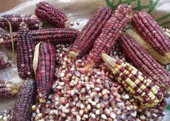 2022 será un año positivo para agricultura y apicultura en Quintana Roo, considera un sacerdote maya