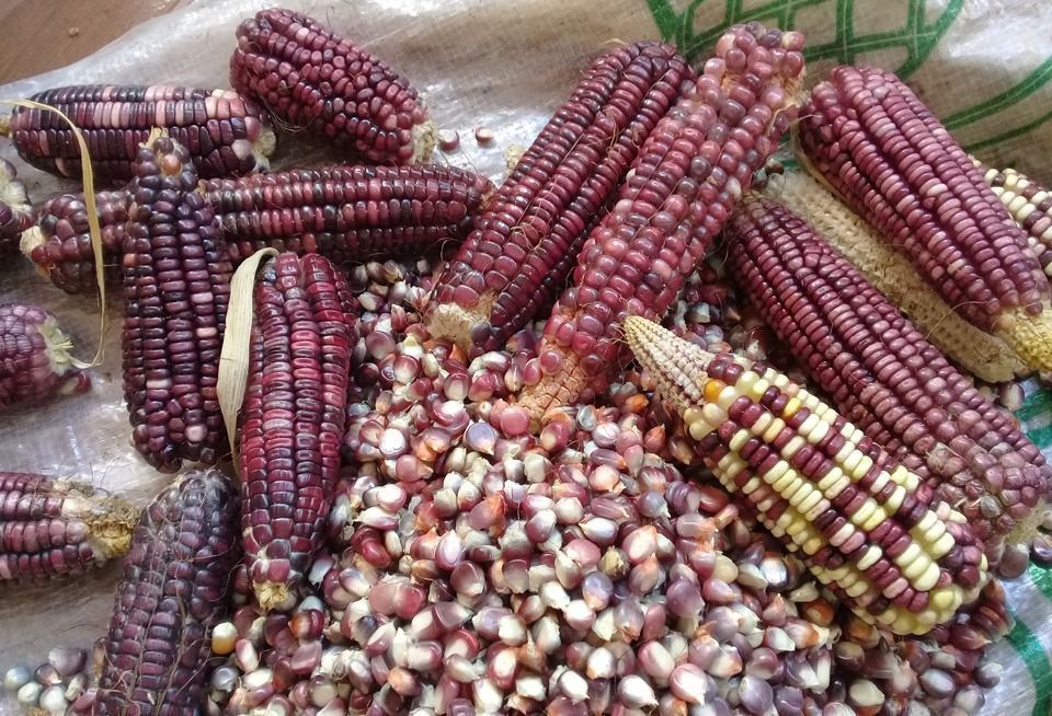 2022 será un año positivo para agricultura y apicultura en Quintana Roo, considera un sacerdote maya