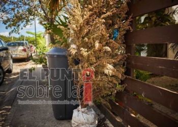 Ayuntamiento de Cozumel inicia programa de acopio y reciclaje de arbolitos navideños