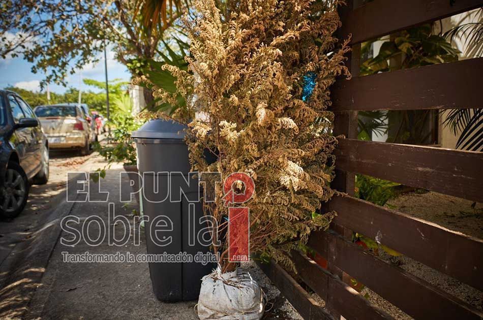 Ayuntamiento de Cozumel inicia programa de acopio y reciclaje de arbolitos navideños
