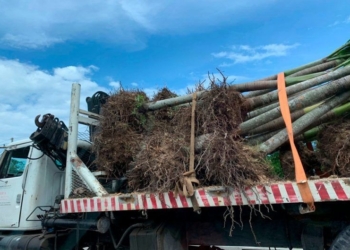Desconocen si Fonatur realizará una campaña de reforestación de la carretera Cancún-Tulum