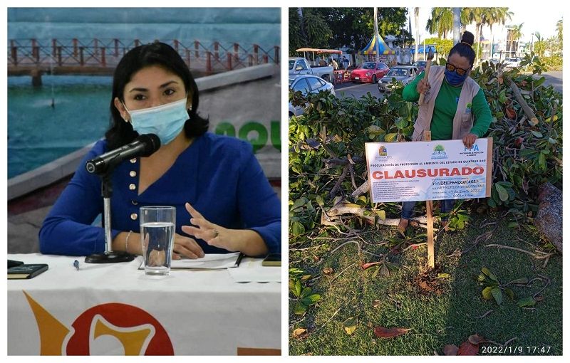 Vamos a solicitar información sobre la tala de árboles en el Bulevard de Chetumal: Cinthya Millán