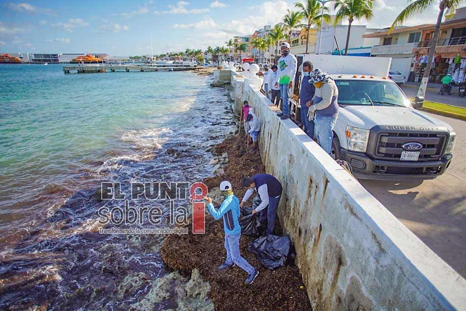 Recolectan de playas de Cozumel 32 toneladas de sargazo en las tres primeras semanas de enero