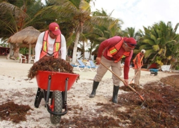 Ayuntamiento de la transformación realiza brigada de atención oportuna al sargazo en Mahahual