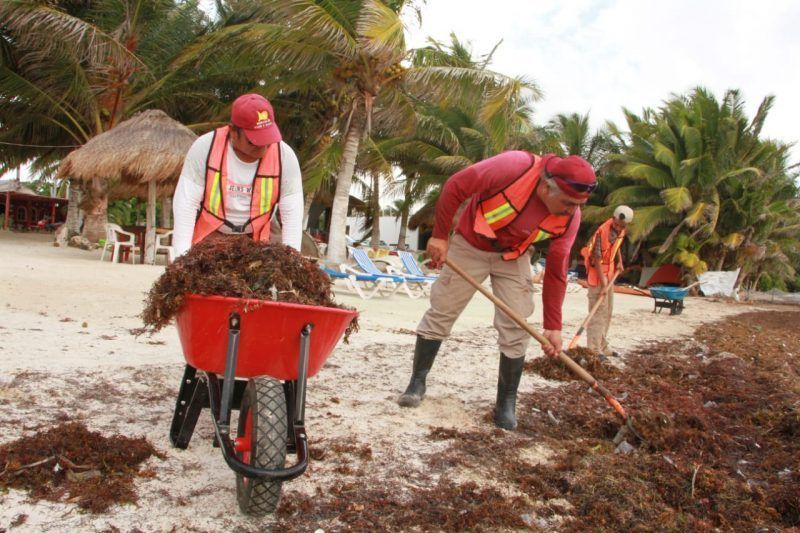Ayuntamiento de la transformación realiza brigada de atención oportuna al sargazo en Mahahual