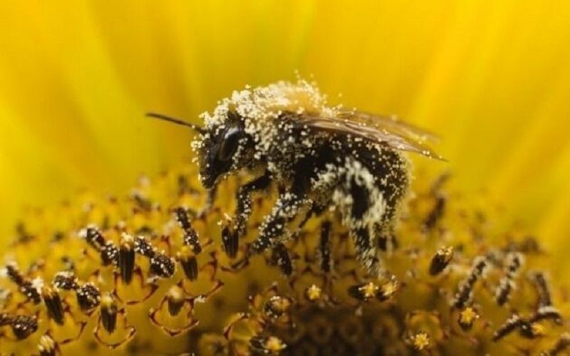 Urge defender a las abejas, su muerte significa el ocaso de la vida de los pueblos