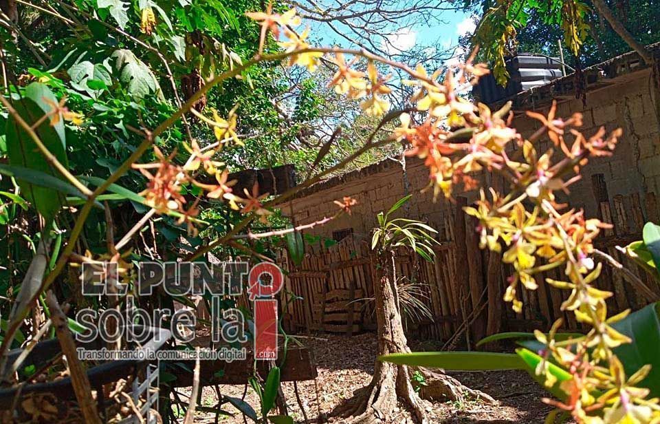 Orquídeas, atractivo opcional para turistas que regresan a Holbox tras estabilización de pandemia