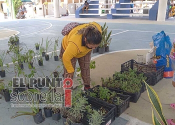 Asociación Civil logra canje de más de cuatro toneladas de basura por plantas en Holbox