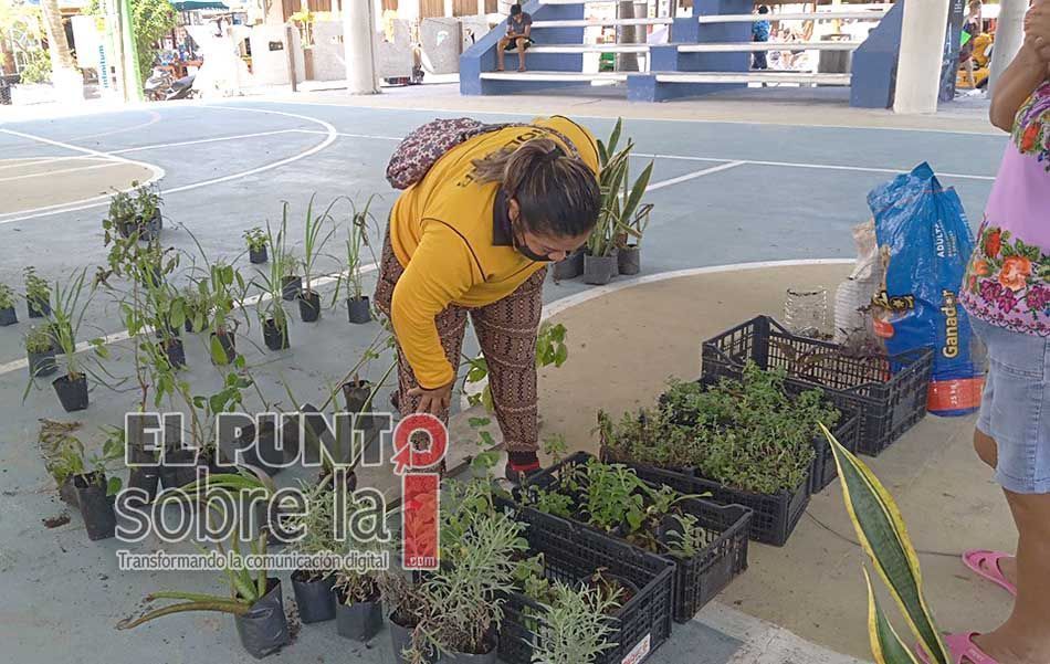 Asociación Civil logra canje de más de cuatro toneladas de basura por plantas en Holbox