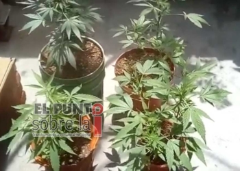 Agricultores de Quintana Roo se resisten a aprovechar aval legal para cultivar marihuana; tienen miedo al crimen organizado