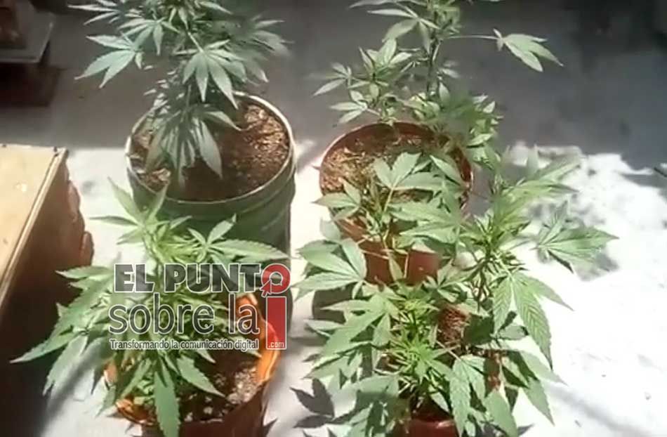 Agricultores de Quintana Roo se resisten a aprovechar aval legal para cultivar marihuana; tienen miedo al crimen organizado
