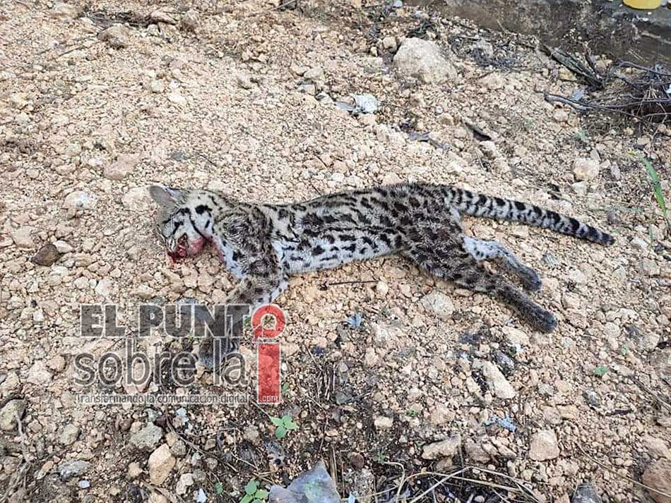 Vecinos de fraccionamiento en Cancún hallan muerto a cachorro de especie felina protegida