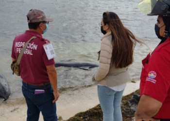 Investigan muerte de delfines que encontraron en Puerto Cancún