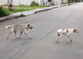 Presencia de fauna callejera aumentó en un 35 por ciento en Chetumal a partir del inicio de la pandemia