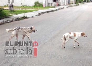 Presencia de fauna callejera aumentó en un 35 por ciento en Chetumal a partir del inicio de la pandemia