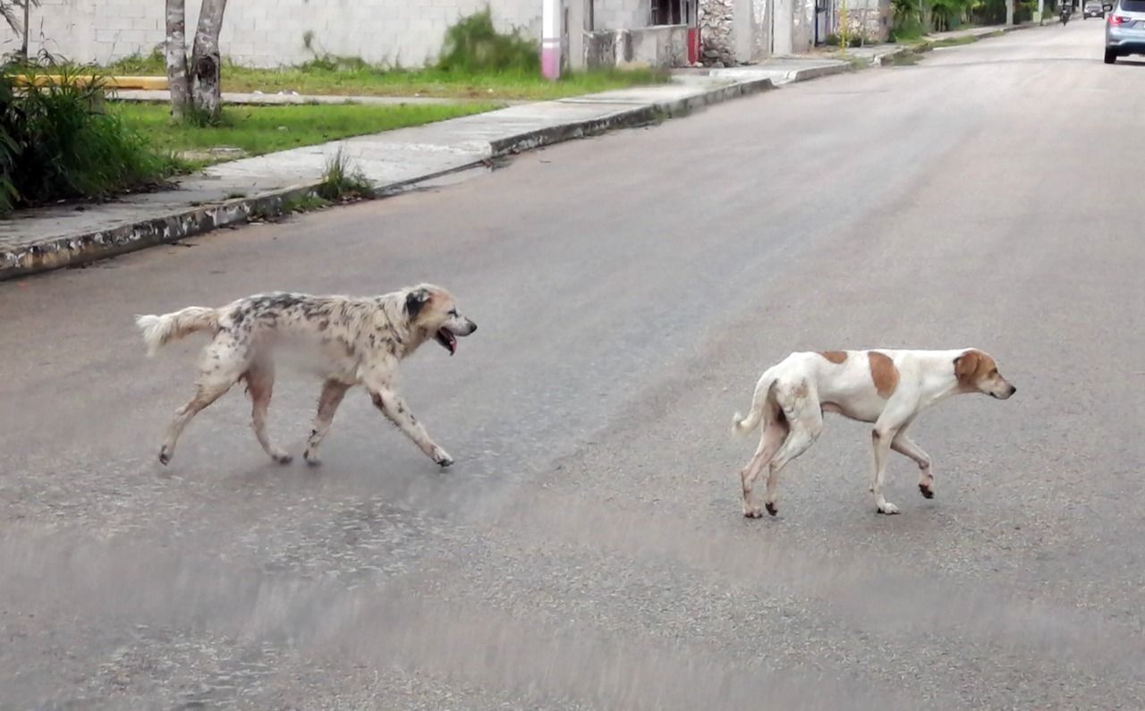 Presencia de fauna callejera aumentó en un 35 por ciento en Chetumal a partir del inicio de la pandemia