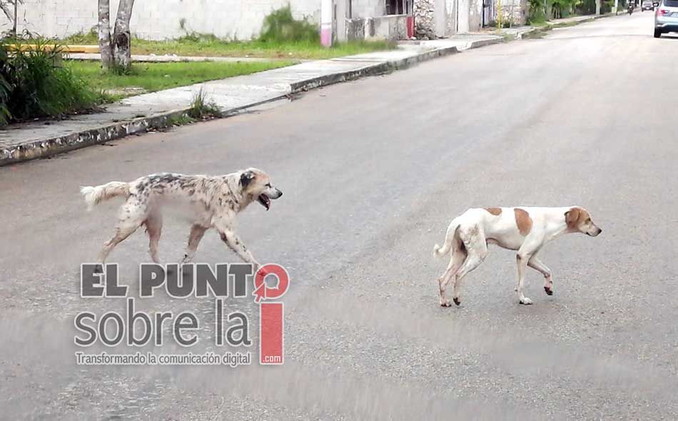 Presencia de fauna callejera aumentó en un 35 por ciento en Chetumal a partir del inicio de la pandemia