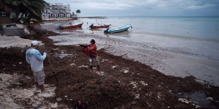 Playa del Carmen, 03 de enero.- Trabajadores del Ayuntamiento de Solidaridad retiran Sargazo de la zona de “El Recodo” de Playa del Carmen, donde la alga marina recalo de forma importante este inicio del 2022.