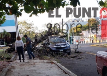 Árbol cae sobre camioneta en Chetumal