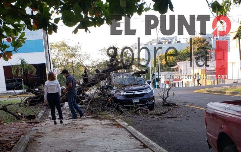 Árbol cae sobre camioneta en Chetumal