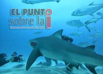 Cae un 40% los tours de buceo en Playa del Carmen al emigrar el tiburón toro