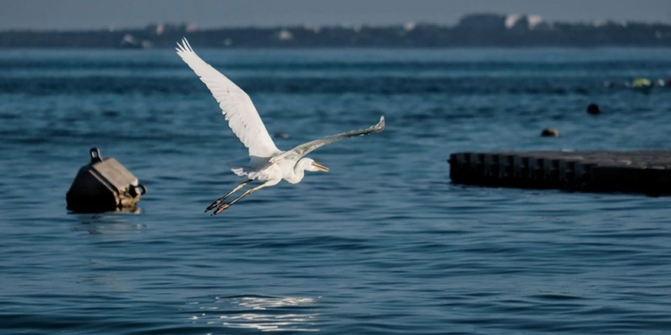 Cancun, 10 de octubre.- Un grupo de nado de aguas abiertas inicia un recorrido al amanecer de este domingo en el Faro de Punta Cancun, en la Zona Hotelera.... La espectacular salida del sol y las aves marinas en primera fila en el diario espectaculo de un nuevo dia cancunense...