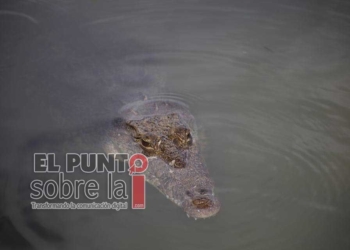 Enorme cocodrilo pasea en la laguna Bojórquez de Cancún con sus crías