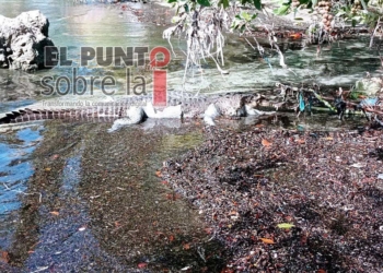 Hallan cadáver de lagarto en Bahía de Chetumal; presumen que se trata de popular saurio «Larry»