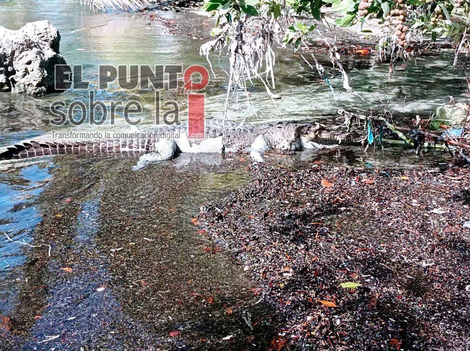 Hallan cadáver de lagarto en Bahía de Chetumal; presumen que se trata de popular saurio «Larry»
