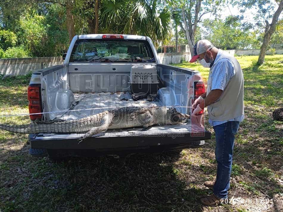 Universidad de Quintana Roo estudiarán cadáver de cocodrilo hallado en Bahía de Chetumal
