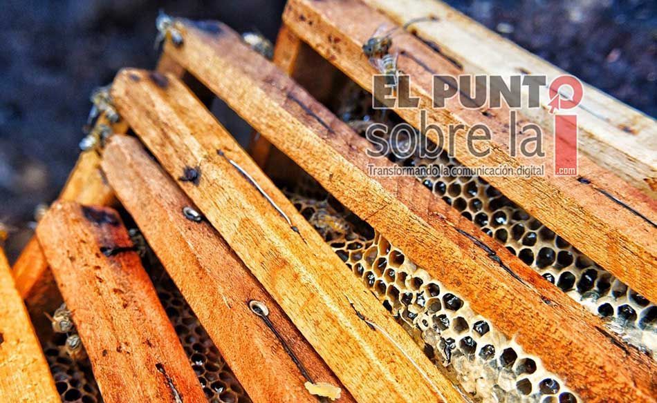 Apicultores cardenenses reprochan a autoridad falta de apoyo para reactivarse