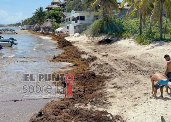 Empieza a preocupar arribo de sargazo a las costas de Playa del Carmen