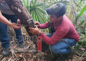 Procuran instancias estatales y federales conservación de la vida silvestre en Quintana Roo