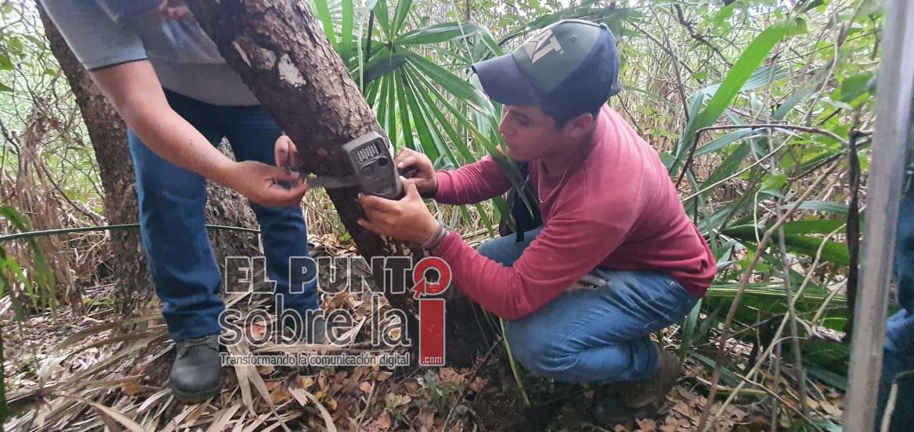 Procuran instancias estatales y federales conservación de la vida silvestre en Quintana Roo