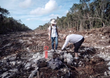 Interponen denuncias ante la Profepa por el daño ambiental causado por las obras del Tren Maya