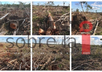 Ecocidio en Juan Sarabia, devastan 800 hectáreas