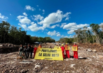 Sin manifestación de impacto ambiental, obra del Tren Maya debe parar; Greenpeace